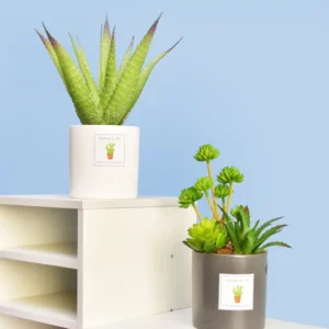 Artificial Succulent Plant Pot – Home & Office Decoration