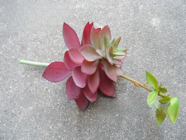 Artificial Succulent Plant in Pot – Desk & Home Decor - Image 13