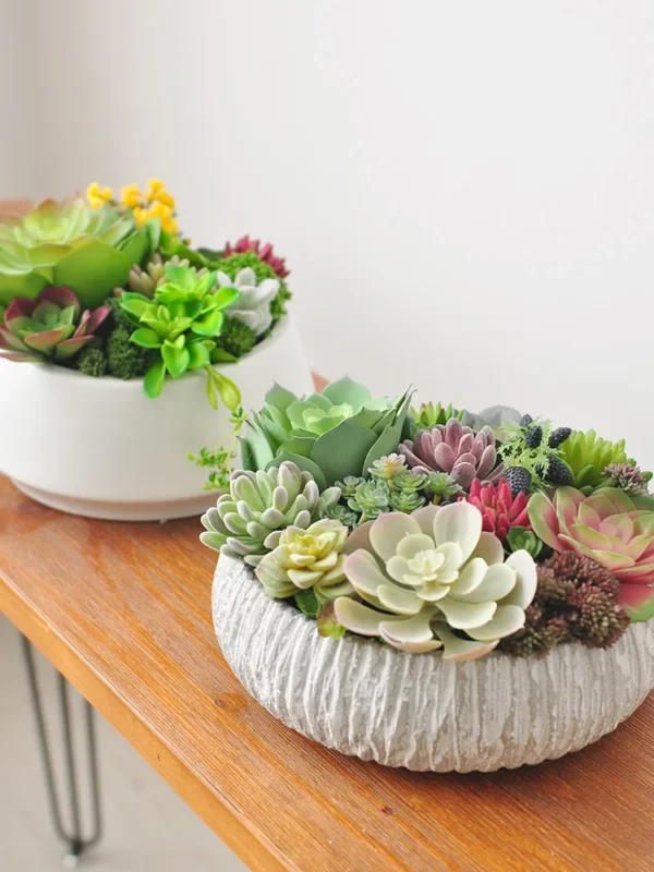Morning Glow & Terglow Succulent Plant Pot Decor - Image 5