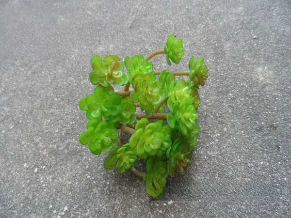 Artificial Succulent Plant in Pot – Desk & Home Decor - Image 14