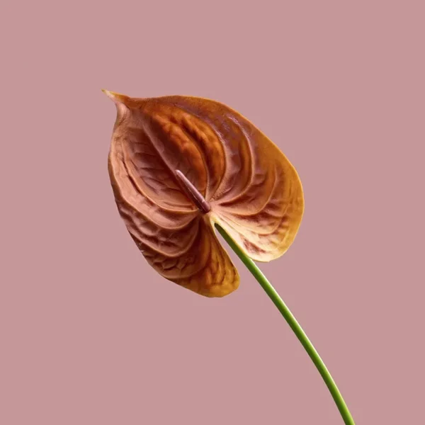 Artificial Anthurium Flowers – 10Pc Birthday Bouquet - Image 5