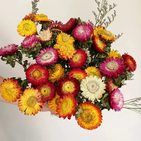Colorful Dried Daisy & Chrysanthemum Bouquet – Home Décor - Image 9