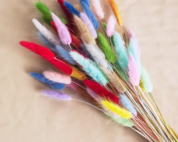 Real Bunny Tails Dried Flowers 60 Stems Pampas Bouquet