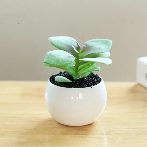 Artificial Bonsai Succulent Plant with Pot – Home & Office - Image 2