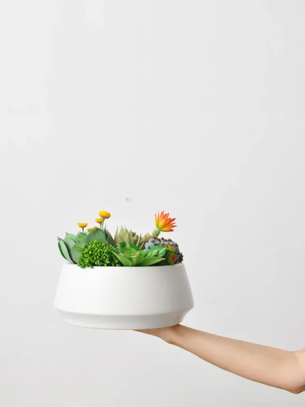Morning Glow & Terglow Succulent Plant Pot Decor - Image 2