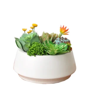 Morning Glow & Terglow Succulent Plant Pot Decor