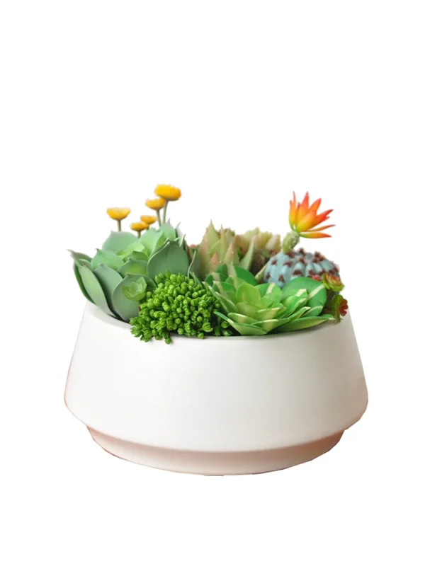 Morning Glow & Terglow Succulent Plant Pot Decor